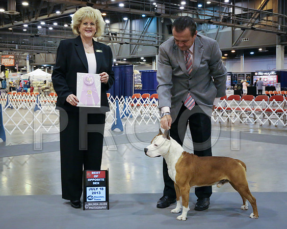 AmStaff-3582-HstnJ13HR