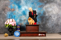 Pomeranian #19 THUR BOB Judge Joe Walton