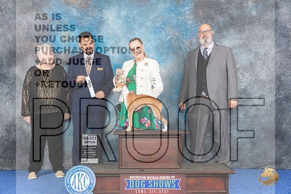 Italian Greyhound #12 WED SB Judge Joao Machado__JP_6635_Houston_2024_HR3