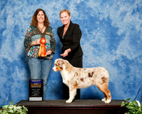 Australian Shepherd #123 Sat S2 ASCA BOB Puppy Kym Base Judge Kristen Rush
