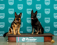 German Shepherd Dogs Mother Daughter