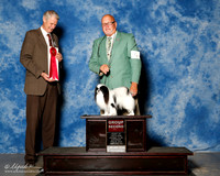 Japanese Chin #5 Sat G2 Fleming Balter Sheila and Dr Anthony Hewitt Agent Victor Cohen Judge Jon Cole