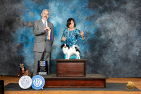 Japanese Chin #9 Sat BOB Judge Dale Martensen