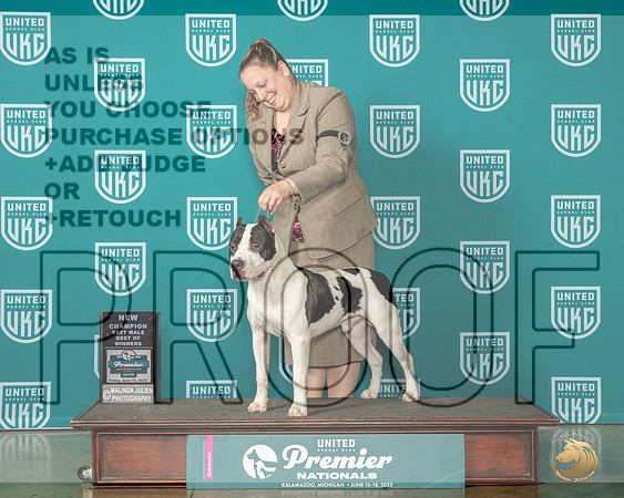 American Pit Bull Terrier #1344 Fri CHBOW Judge Ron Horn rMJP_4465_Premier2023_HR3