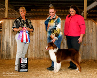 Australian Shepherd #? Sun BOW BOW NC Angila Claussen Mandy Rose