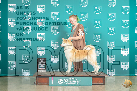 Japanese Akitainu #546 Sat BOB Judge Felicity TrammellMJP_6195_Premier2023_HR3