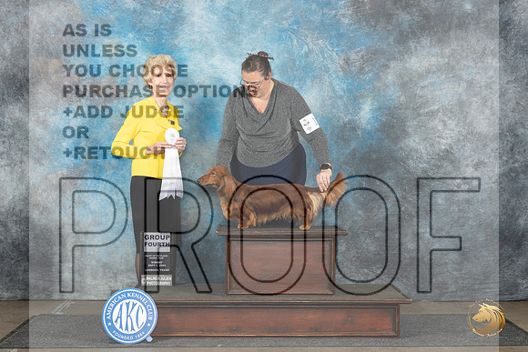 Dachshund Longhaired #12 Sun G4 Judge June Penta__JP_4087_Lubbock_2024_HR3