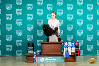 Poodle #791 Wed Sun BOB TDG2