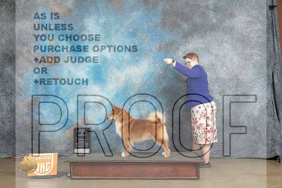 Icelandic Sheepdog #421 Sun BVet Judge Michelle Blackowl ChavezMJP_2876_UKCLNVWMAY2023_HR3
