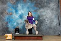 Poodle Std #194 Sun BFCH Judge Lynn Martin