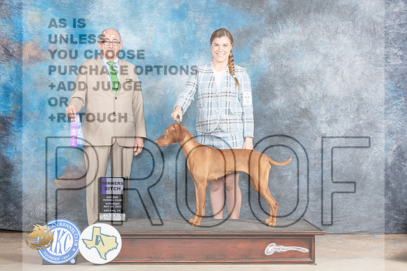 Vizsla #6 Sat WB Judge Joe WaltonMJP_0809_Abilene_2023_HR3