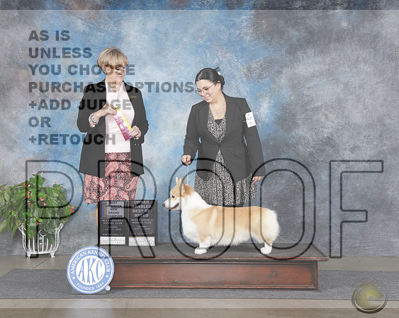 Pembroke Corgi #11 Sun BOB OHBOB NGCH M Judge Peggy BeiselPembroke Corgi #11 Sun BOB OHBOB NGCH M Judge Peggy Beisel_WP_0995e-San Antonio 2025-HR3