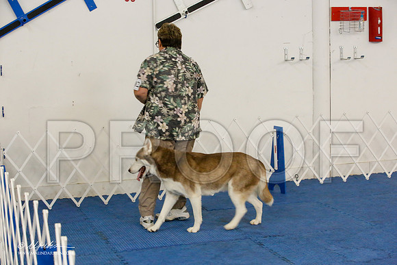 _M3_7848-AddisonHuskyMar2015-HR3