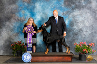 Doberman PInscher #19 Sat BISS Judge Bridget Brownn