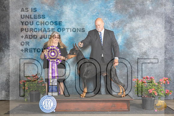 Doberman PInscher #19 Sat BISS Judge Bridget Brownn__JP_5083_San Antonio_2024_HR3