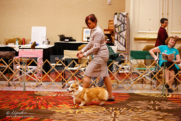_JJ_9279-HstnCorgiFeb2015-HR3