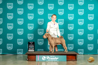Chinese Shar Pei #423 Fri BOB Judge Tracey Kallas