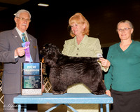 Cocker Spaniel Black #8 sun NC Buckley Shawna and Stacey Rossi Judge Charles Trotter