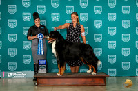 Bernese Mountain Dog #1143 Fri G1 Judge Donna Beadle
