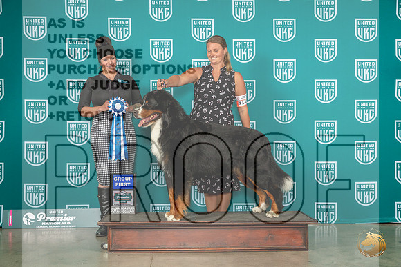 Bernese Mountain Dog #1143 Fri G1 Judge Donna BeadleMJP_4577_Premier2023_HR3