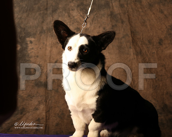 CorgiPW-7016-HR HstnJul13