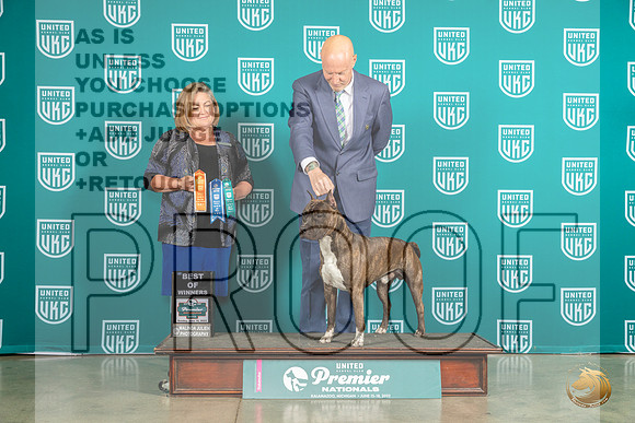 American Pit Bull Terrier #857 BOW Judge Tracey KallasMJP_5913_Premier2023_HR3
