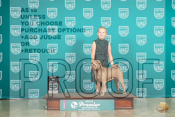 Chinese Shar Pei #423 Sat BOB Judge Pat O'DonnellMJP_5659_Premier2023_HR3