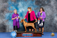 Vizsla #8 Wed WBBOWM Judge Ida Kavafian