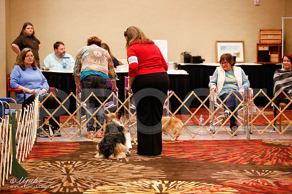 _JJ_7387-HstnCorgiFeb2015-HR3