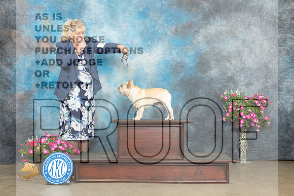 French Bulldog #35 Custom_MJ_6690_ARK2023_HR3