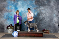Standard Schnauzer #5 Sat OHG2 Judge Donelle Richards