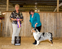 Australian Shepherd #? Sun BOB Stacy Selman