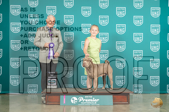 Chinese Shar Pei #425 Sun BOB Judge David KittredgeMJP_6353_Premier2023_HR3
