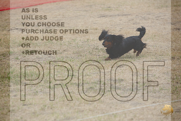 Precision Coursing Longview WA 2024 Longhaired Dachshund_JJL_3385_Longview WA_2024_HR3