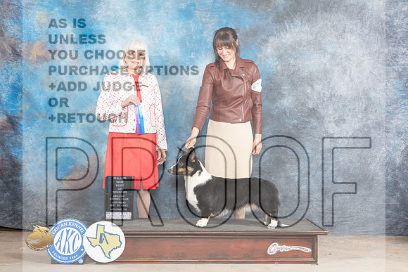 Cardigan Welsh Corgi #9 Sat WBBOWM Judge Jan PaulkMJP_1111_Abilene_2023_HR3