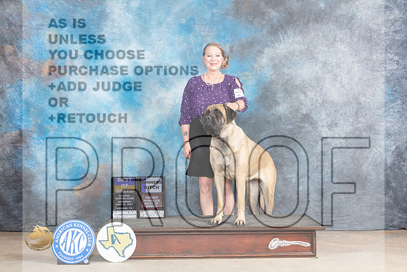 Mastiff #8 Sat WBBOBOHBOB Judge Terry BerriosMJP_1441_Abilene_2023_HR3