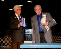 Chihuahua Smooth Coat #8 Sat Maj BOW Calley Steven Judge Charles Trotter
