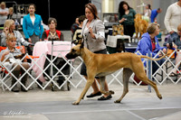 Great Dane Sun Ring