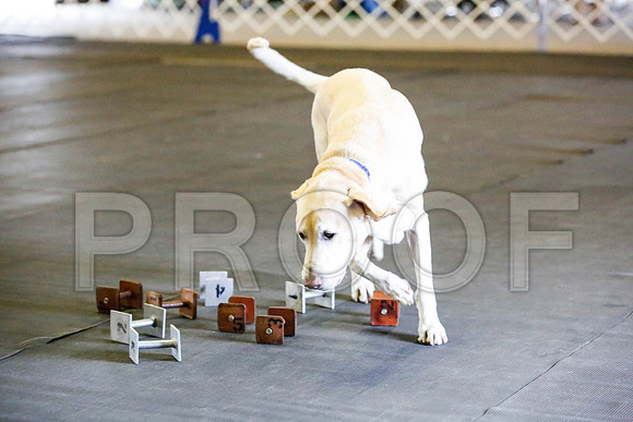 _CA_0458-DFWLabNov2015-©JulienLambertphoto.com-HR3