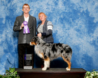 Australian Shepherd #168 Sun WD Carsi Eastrunk Judge Bruce Barnes