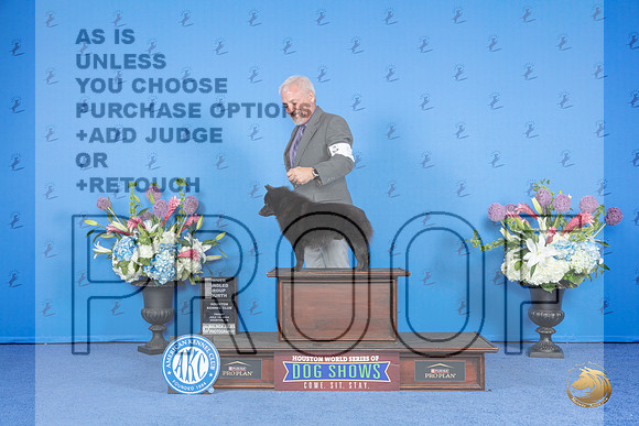 Schipperke #5 FRI OHG4 Judge Douglas Johnson__JP_9570_Houston_2024_HR3