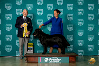 Flat Coat Retriever #1235 Fri G4  Judge David Kittredge