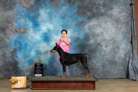 Doberman Pinscher #141 Sat BOW Judge Amy Turner