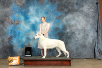 White Shepherd #? Best of the Best Jr.