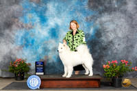 Samoyed #8 Fri BOW Judge Paul F Willhauck r