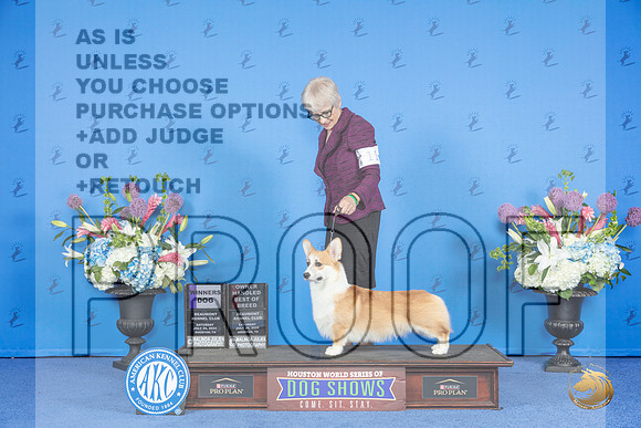 Pembroke Welsh Corgi #11 SAT WD OHBOB Judge Jamie Hubbard__JP_9709_Houston_2024_HR3