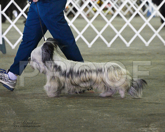 Skye Terrier - 0001-2