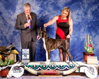 Boxer #18 Sat Major Win Winners Bitch Richardson Connie McGill Tina Starr Judge T Latta