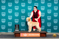 Poodle Std #601 Sat PRBIS Judge Valerie Piltz
