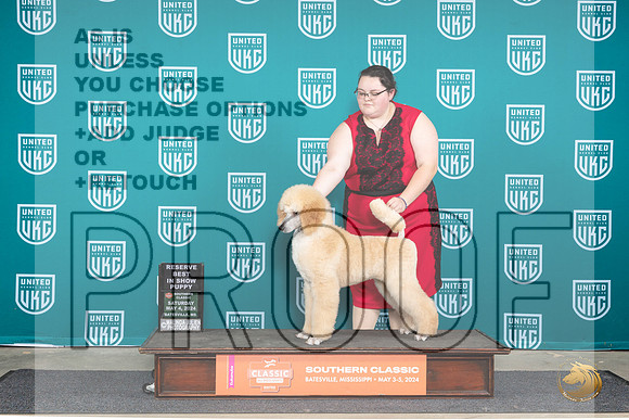 Poodle Std #601 Sat PRBIS Judge Valerie Piltz__JP_6489_BatesvilleMS_2024_HR3